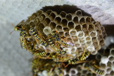 Üzerinde eşekarıları olan bir arı kovanı. Eşek arıları polisi. Yakından çekilen bir eşek arısı ailesinin yuvası..