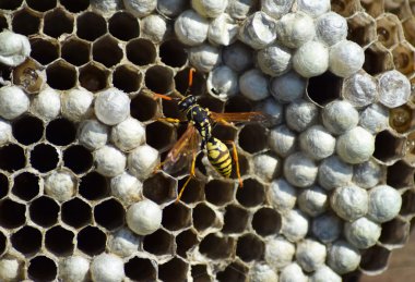 Üzerinde eşekarıları olan bir arı kovanı. Eşek arıları polisi. Yakından çekilen bir eşek arısı ailesinin yuvası.