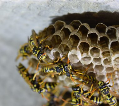 Üzerinde eşekarıları olan bir arı kovanı. Eşek arıları polisi. Yakından çekilen bir eşek arısı ailesinin yuvası..