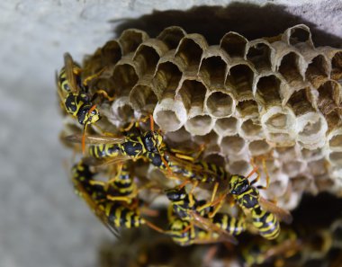 Üzerinde eşekarıları olan bir arı kovanı. Eşek arıları polisi. Yakından çekilen bir eşek arısı ailesinin yuvası..