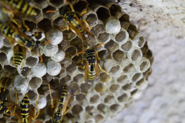 Üzerinde eşekarıları olan bir arı kovanı. Eşek arıları polisi. Yakından çekilen bir eşek arısı ailesinin yuvası..