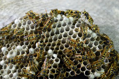 Üzerinde eşekarıları olan bir arı kovanı. Eşek arıları polisi. Yakından çekilen bir eşek arısı ailesinin yuvası..