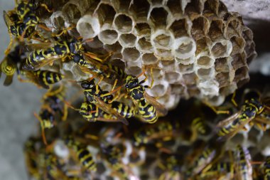 Üzerinde eşekarıları olan bir arı kovanı. Eşek arıları polisi. Yakından çekilen bir eşek arısı ailesinin yuvası.