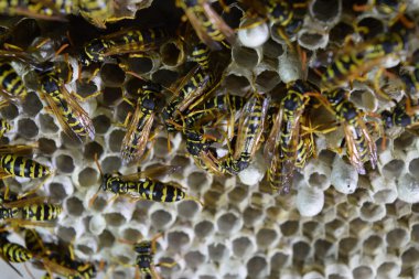 Üzerinde eşekarıları olan bir arı kovanı. Eşek arıları polisi. Yakından çekilen bir eşek arısı ailesinin yuvası..