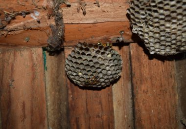 Üzerinde eşekarıları olan bir arı kovanı. Eşek arıları polisi. Yakından çekilen bir eşek arısı ailesinin yuvası..