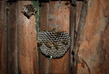 Üzerinde eşekarıları olan bir arı kovanı. Eşek arıları polisi. Yakından çekilen bir eşek arısı ailesinin yuvası..