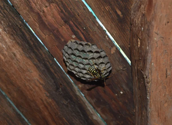 Wasp nid avec des guêpes assises dessus. Poliste aux guêpes. Le nid d'une famille de guêpes qui est pris un gros plan — Photo