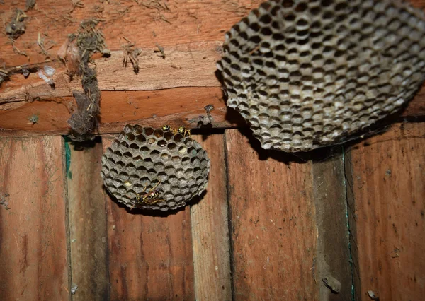 Wasp Nid Avec Des Guêpes Assises Dessus Poliste Aux Guêpes — Photo