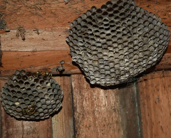 Wespennest Mit Darauf Sitzenden Wespen Wespen Polieren Das Nest Einer — Stockfoto