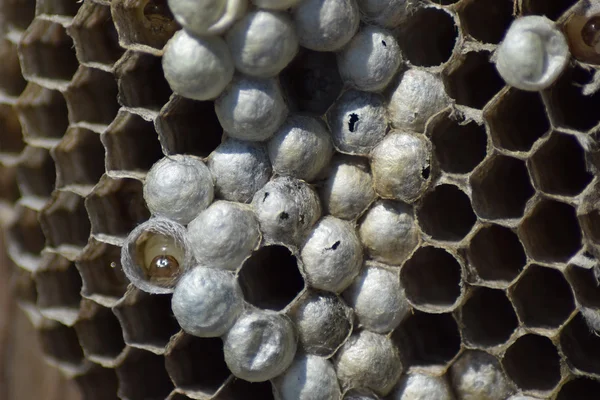 ハチなしスズメバチの巣 破壊された巣のハチを捕獲しました 幼虫のハニカム構造 — ストック写真