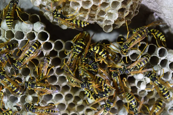 Wasp nid avec des guêpes assises dessus. Poliste aux guêpes. Le nid d'une famille de guêpes qui est pris un gros plan — Photo