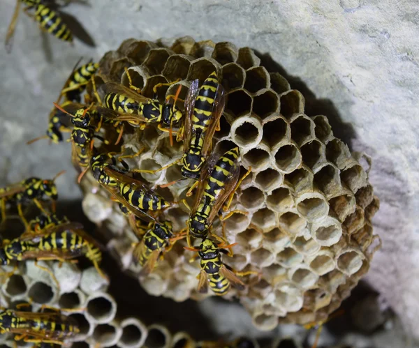 말벌은 말벌을 둥우리를 짓습니다 정치인 가족의 — 스톡 사진