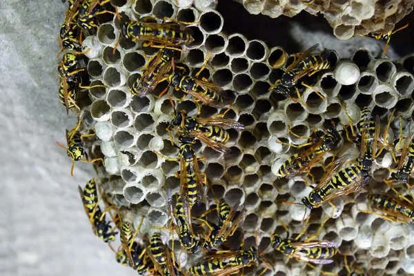 Wespennest Mit Darauf Sitzenden Wespen Wespen Polieren Das Nest Einer — Stockfoto