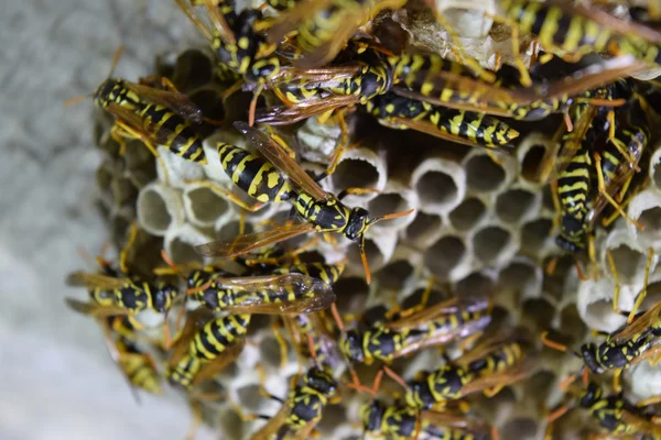 Wasp Nid Avec Des Guêpes Assises Dessus Poliste Aux Guêpes — Photo