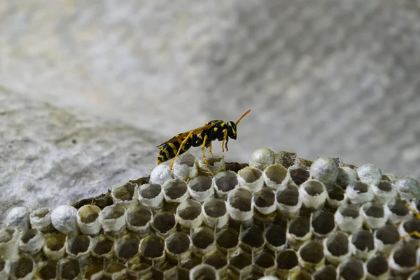 Ninho de vespas com vespas sentadas nele. Polista de vespas. O ninho de uma família de vespas que é levado um close-up — Fotografia de Stock