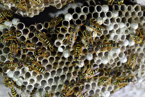 Wespennest met wespen erop. Een wespenpolist. Het nest van een wespenfamilie die een close-up maakt — Stockfoto