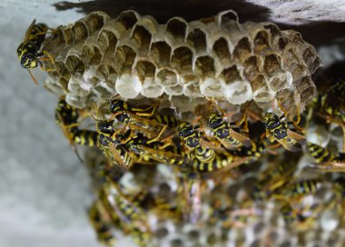 Üzerinde eşekarıları olan bir arı kovanı. Eşek arıları polisi. Yakından çekilen bir eşek arısı ailesinin yuvası..