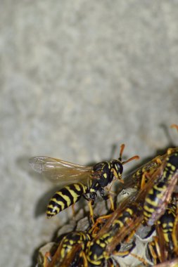 Üzerinde eşekarıları olan bir arı kovanı. Eşek arıları polisi. Yakından çekilen bir eşek arısı ailesinin yuvası..
