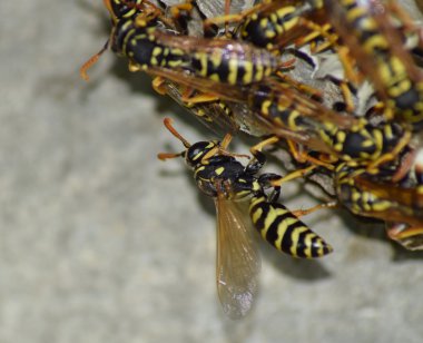 Üzerinde eşekarıları olan bir arı kovanı. Eşek arıları polisi. Yakından çekilen bir eşek arısı ailesinin yuvası..