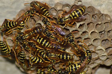 Üzerinde eşekarıları olan bir arı kovanı. Eşek arıları polisi. Yakından çekilen bir eşek arısı ailesinin yuvası..