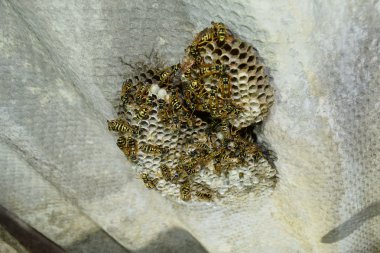 Üzerinde eşekarıları olan bir arı kovanı. Eşek arıları polisi. Yakından çekilen bir eşek arısı ailesinin yuvası..