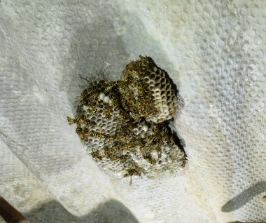 Üzerinde eşekarıları olan bir arı kovanı. Eşek arıları polisi. Yakından çekilen bir eşek arısı ailesinin yuvası..