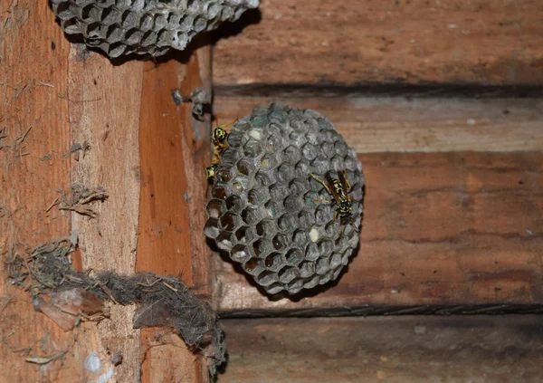 Wasp Nid Avec Des Guêpes Assises Dessus Poliste Aux Guêpes — Photo