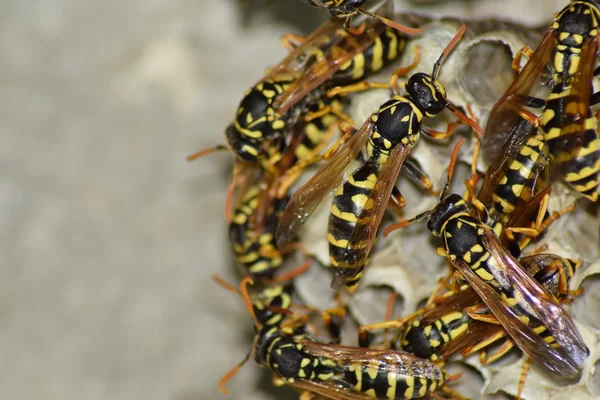 Fånga bo med getingar sittande på det. Wasps polist. Boet av en familj av getingar som tas en närbild — Stockfoto