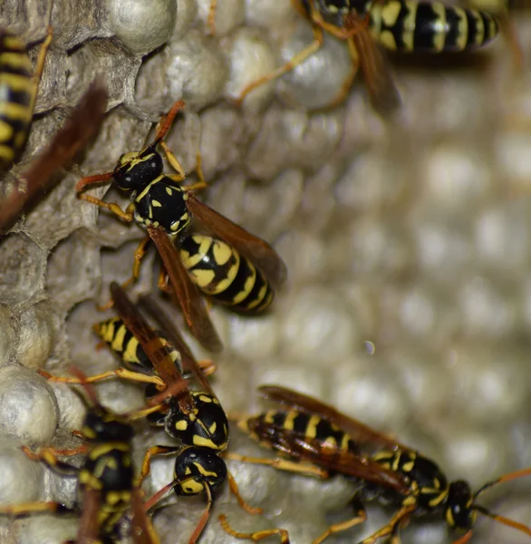 Sarang Tawon Dengan Tawon Atasnya Wasps Polist Sarang Dari Keluarga — Stok Foto