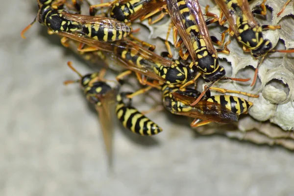 Wespennest Mit Darauf Sitzenden Wespen Wespen Polieren Das Nest Einer — Stockfoto