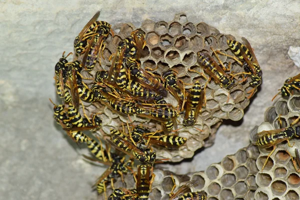 Wespennest mit darauf sitzenden Wespen. Wespen polieren. Das Nest einer Wespenfamilie, das aus der Nähe betrachtet wird — Stockfoto
