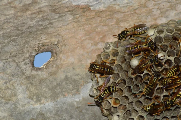Wasp Nest Wasps Sitting Wasps Polist Nest Family Wasps Which — Stock Photo, Image