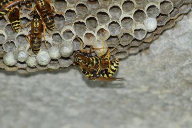 Üzerinde eşekarıları olan bir arı kovanı. Eşek arıları polisi. Yakından çekilen bir eşek arısı ailesinin yuvası..