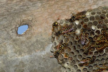 Üzerinde eşekarıları olan bir arı kovanı. Eşek arıları polisi. Yakından çekilen bir eşek arısı ailesinin yuvası..