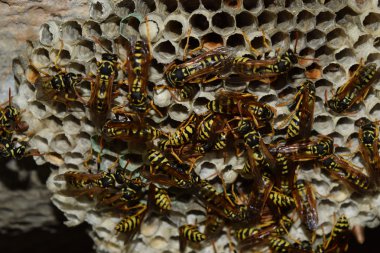 Üzerinde eşekarıları olan bir arı kovanı. Eşek arıları polisi. Yakından çekilen bir eşek arısı ailesinin yuvası..