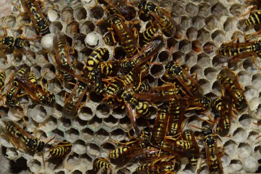 Üzerinde eşekarıları olan bir arı kovanı. Eşek arıları polisi. Yakından çekilen bir eşek arısı ailesinin yuvası..