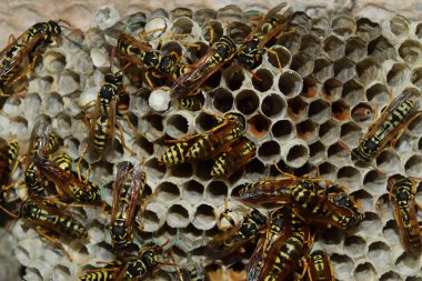 Üzerinde eşekarıları olan bir arı kovanı. Eşek arıları polisi. Yakından çekilen bir eşek arısı ailesinin yuvası..