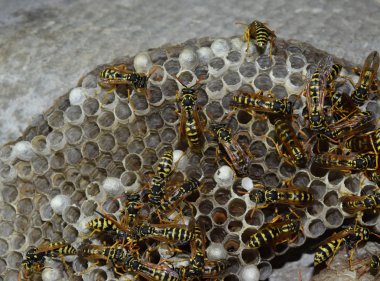 Üzerinde eşekarıları olan bir arı kovanı. Eşek arıları polisi. Yakından çekilen bir eşek arısı ailesinin yuvası..