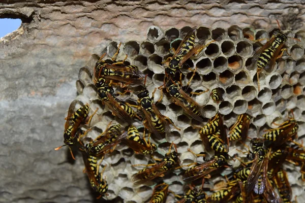 Wasp Nid Avec Des Guêpes Assises Dessus Poliste Aux Guêpes — Photo