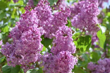 Bombyliidae ve leylak arıya.