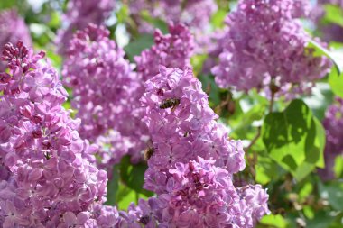 Bombyliidae ve leylak arıya.