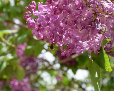 Leylak üzerinde Bombyliidae. Lila renkler Shaggy anında. böcek tozlayıcı