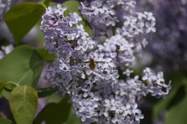 Leylak üzerinde Bombyliidae. Lila renkler Shaggy anında. böcek tozlayıcı