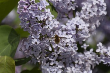 Leylak üzerinde Bombyliidae. Lila renkler Shaggy anında. böcek tozlayıcı
