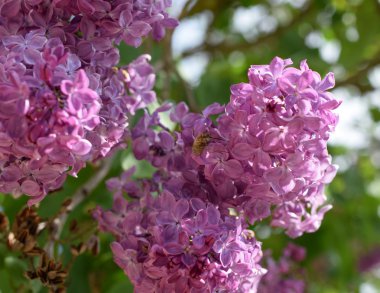 Arı ve arı leylak üzerinde. Lila renkler Shaggy anında. böcek tozlayıcı.