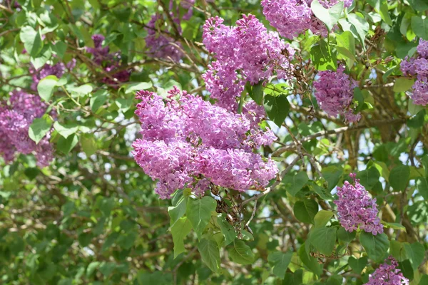Bellissimi fiori viola lilla all'aperto . — Foto Stock