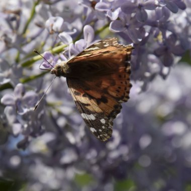 Kelebek döküntü Lila renkler. Kelebek Ürtiker.