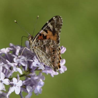 Kelebek döküntü Lila renkler. Kelebek Ürtiker.