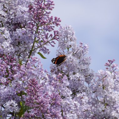 Bir kelebek Amiral dalları üzerinde eflatun çiçekler