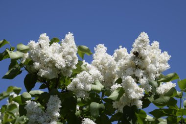 Beyaz leylak. Güzel mor eflatun çiçekler açık havada.